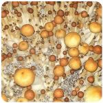 Псилоцибиновые (галлюциногенные)  грибы Psilocybin "Golden Teacher" в Приволжском