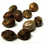 Семена марихуаны АК-47  (Seeds AK-47) в Приволжском